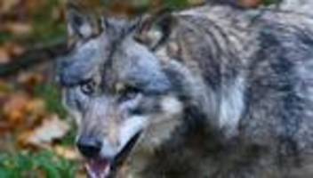 tiere: wolf reißt fünf schafe im landkreis bautzen
