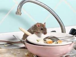 Schädlinge in der Bude: So wird man Ratten und Mäuse in der Wohnung wieder los