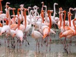 tierpark hellabrunn: warum im münchner zoo fast die hälfte der flamingos verschwunden ist