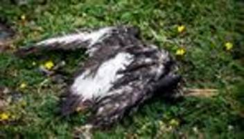 Tierseuche: Vogelgrippe auf deutschen und dänischen Geflügelhöfen ausgebrochen
