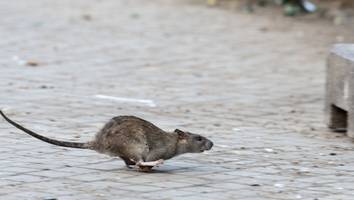 plage in australien - tausende ratten überschwemmen kleinstadt und sorgen für chaos