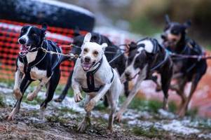 Deutsche Meisterschaft: Schlammschlacht mit Schlittenhunden