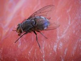 käfer, kakerlake, motte: insekten, die Ärzte im darm von menschen aufstöbern