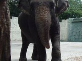 Tierschützer erheben Vorwürfe: Traurigster Elefant der Welt in Zoo gestorben