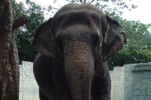 Traurigster Elefant der Welt: Mali ist im Zoo von Manila gestorben