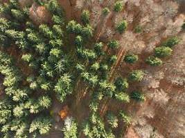 waldumbau für pelletheizungen?: bäume fällen, um wälder zu retten ... und sauber zu heizen?