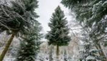 Weihnachtsgeschäft: Deutschland importiert deutlich weniger Weihnachtsbäume