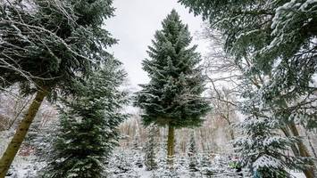 Deutschland importiert deutlich weniger Weihnachtsbäume