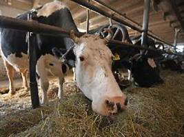 e-mail-protestaktion gestartet: foodwatch fordert ende der anbindehaltung für bullen und kühe