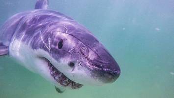 Australien: Rätsel um ausgeweideten Weißen Hai gelöst