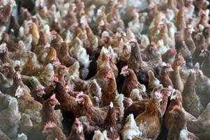 tierseuche in augsburg festgestellt: halter sollen hühner impfen