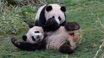 Abschied: Panda-Brüder verlassen bald Berliner Zoo