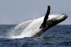 So bedroht der Klimawandel Wale und Delfine