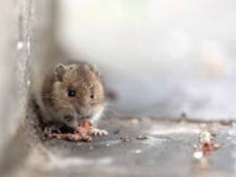 Nagetiere und Kakerlaken: Münchens Gaststätten haben ein massives Mäuse-Problem