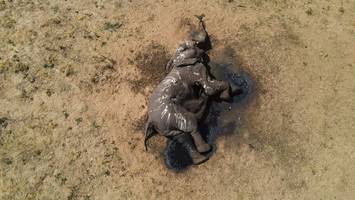 tödliche dürre in simbabwe - 100 elefanten gestorben
