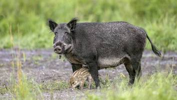 nordwestmecklenburg - wildschwein unterwegs - a20 gesperrt