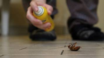 Explosive Insektenjagd - Im Kampf gegen eine Kakerlake sprengt 54-Jähriger eigene Wohnung in die Luft