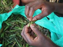 beliebte weihnachtsleckerei: ugandas heuschrecken-fänger bangen um knuspersnack