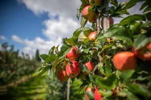 WTO: Deutscher Apfel nicht besser fürs Klima als Importapfel