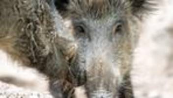 agrarminister: schweinepest aus mv verbannt: land fördert jagdwesen