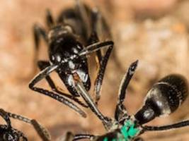 verhaltensbiologie: ameisen behandeln verletzte artgenossen mit medikamenten