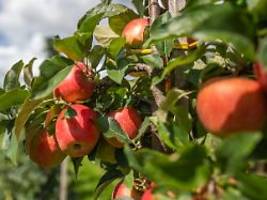 Erst Regen, dann Hitze: Wetterkapriolen vermiesen die Apfelernte 2023