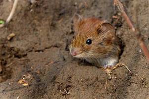 Die Räumung mit der Maus: Ein kleiner Nager wird zum großen Helfer