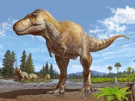 Paläontologie: Tyrannosaurus Rex bekommt eine Schwester