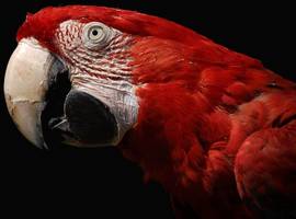 sigrid nunez: die verletzlichen: ein papagei gegen die einsamkeit