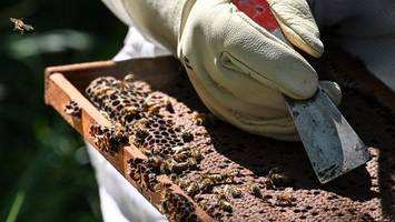 Italien: Aggressives Tier zerfetzt Bienen – EU soll helfen