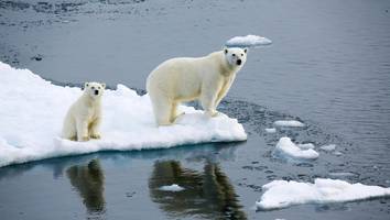 Neue Satellitenauswertung - Erschreckende Studie: Grönland verliert 30 Millionen Tonnen Eis pro Stunde