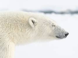 klimawandel: wie schlecht geht es den eisbären wirklich?
