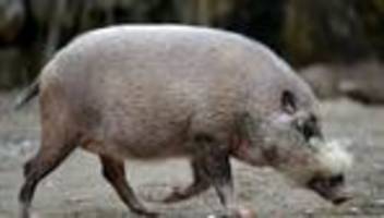 gesundheit: afrikanische schweinepest schadet urvölkern auf borneo
