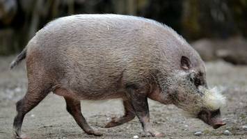 Afrikanische Schweinepest schadet Urvölkern auf Borneo