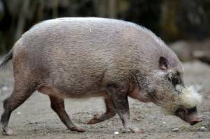 afrikanische schweinepest schadet urvölkern auf borneo