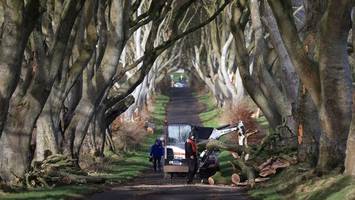 Drei Bäume in „Game of Thrones“-Allee bei Sturm umgestürzt