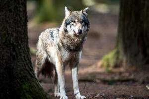 Wolf in Vorarlberg von Zug überfahren