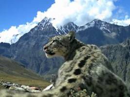 weit weg von seinem lebensraum: schneeleopard verirrt sich ins nepalesische flachland