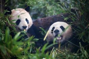 Zahl in freier Wildbahn lebender Pandas gestiegen