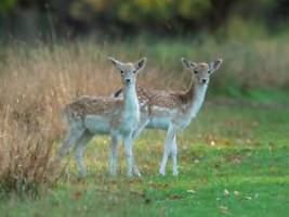 wild auf dem mittagsmenü: bambi macht briten probleme - kindergartenkinder sollen helfen