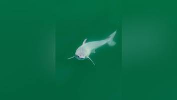 Aufnahme zeigt vermutlich neugeborenen Weißen Hai
