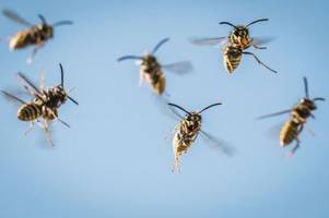 Wofür sind Wespen eigentlich nützlich?