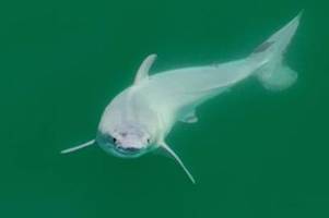 Aufnahme zeigt vermutlich neugeborenen Weißen Hai