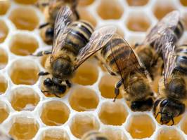 EU-Einigung: Herkunftsländer von Honig müssen in Zukunft auf der Verpackung stehen