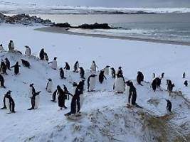 alarmglocken läuten: vogelgrippe tötet pinguine auf falklandinseln