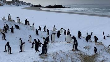 vogelgrippe bei pinguinen auf falklandinseln nachgewiesen