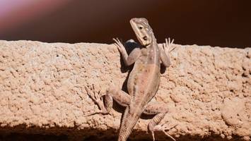 Der Gecko ist das Zootier des Jahres
