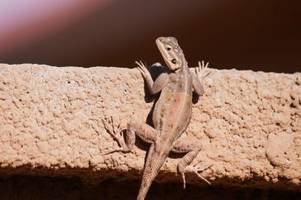 Der Gecko ist das Zootier des Jahres