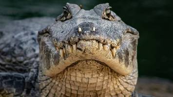 lauren boebert - us-abgeordnete will grenze mit alligatoren bewachen lassen