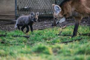 vier mähnenwolf-junge im tierpark hellabrunn geboren